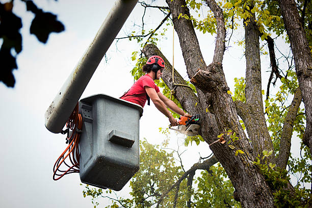 Best Tree Risk Assessment  in Sparta, IL